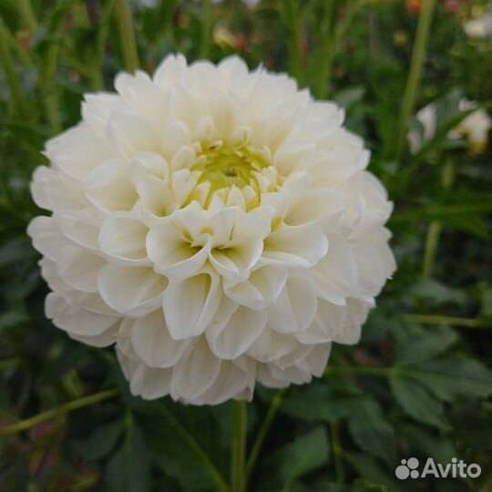 Георгины клубни