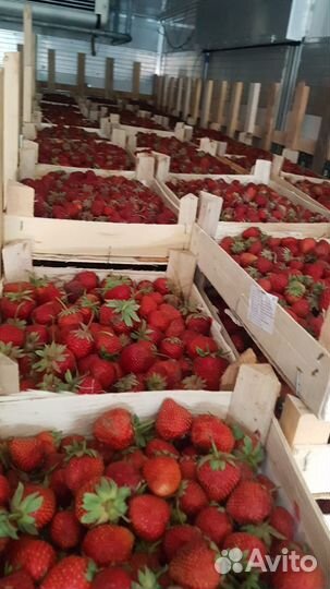Клубника Ягода Свежая из Киргизии