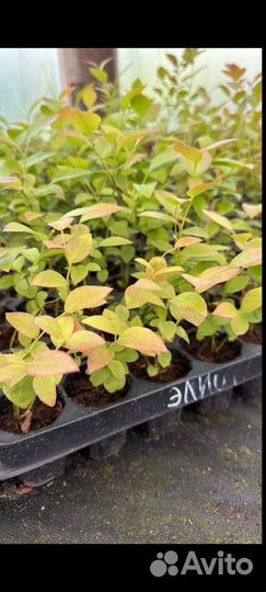 Голубика сортовая