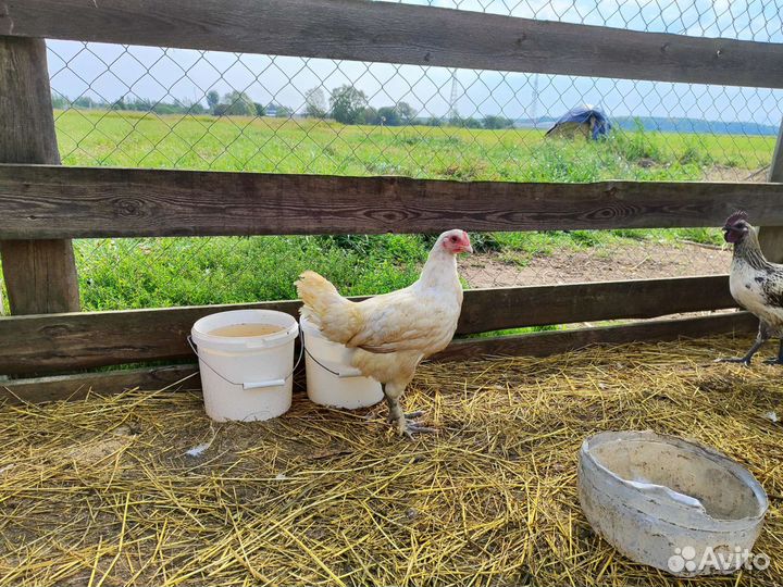 Маран, пушкинская, легбар, лакеданзи, индоутка