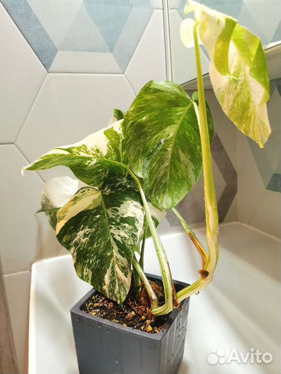 Монстера вариегатная Альба Москва