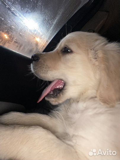 Перевозка животных по России и за границу