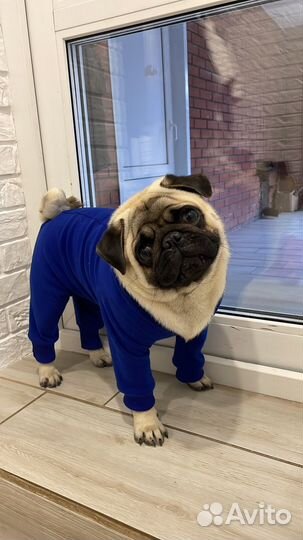 Мопс вязка мальчик