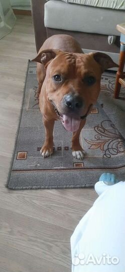 Питбультерьер