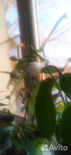 Мадагаскарский жасмин