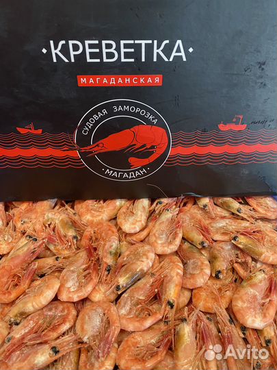 Креветка северная