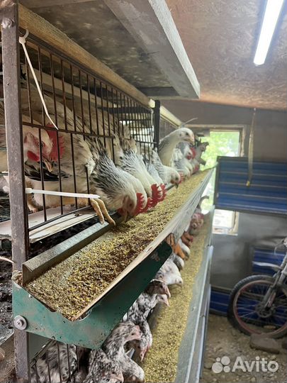 Молодые петушки