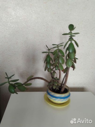 Толстянка, денежное дерево