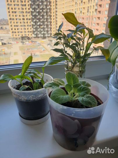 Цветы, домашние и офисные растение