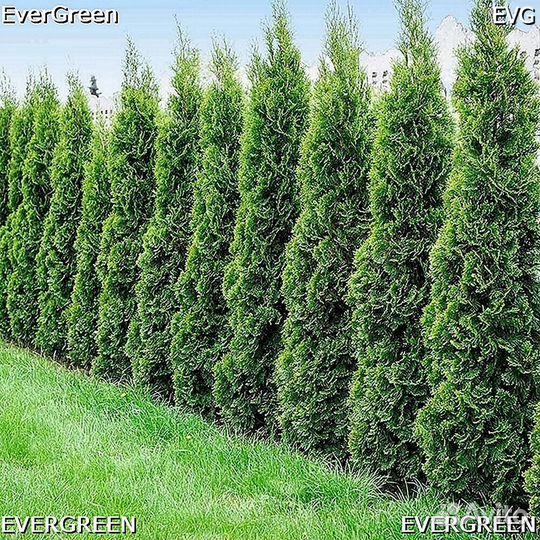 Туя с доставкой