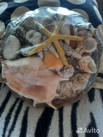 Набор морских раковин и ракушек