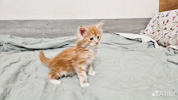 Котята Мэйн кун