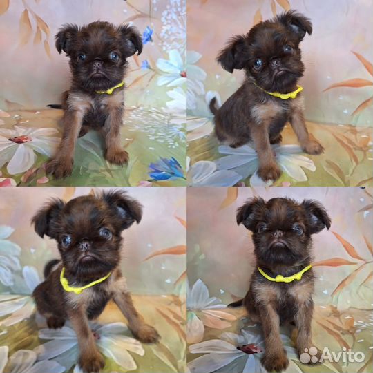 Щенки шоколадного гриффона