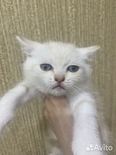 Котики в добрые ручки