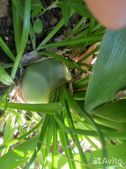 Индийский лечебный лук