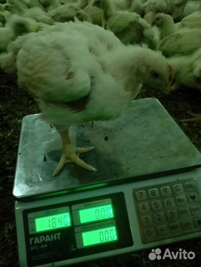 Цыплята бройлеры