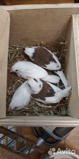 Японские амадины