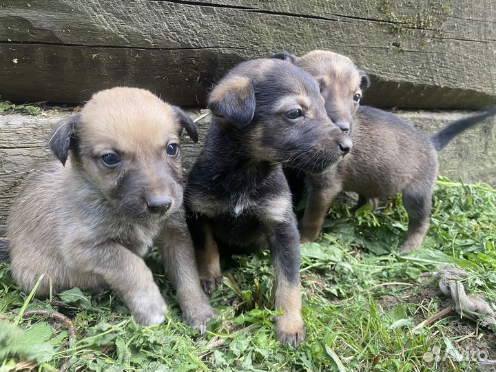 Щенок в добрые руки бесплатно