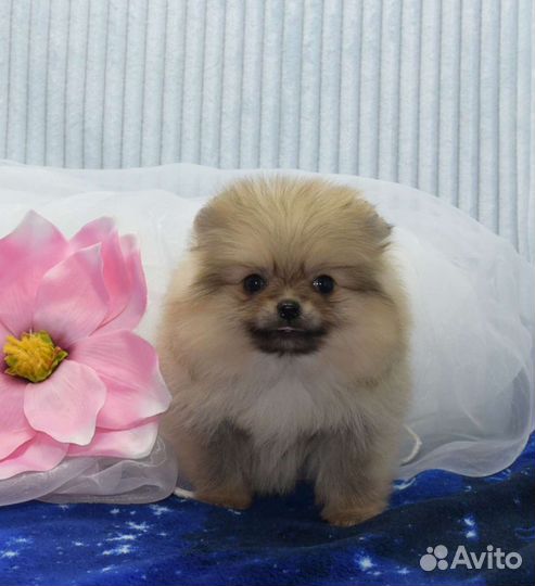 Без предоплаты.Детки померанский шпиц беби фейс