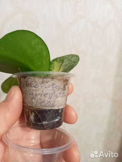 Хойя Obovata variegata splash