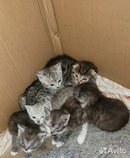 Шотландская