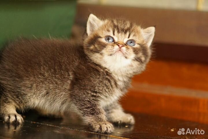 Британцы Тикированные Шоколадные Шиншиллы Биколоры