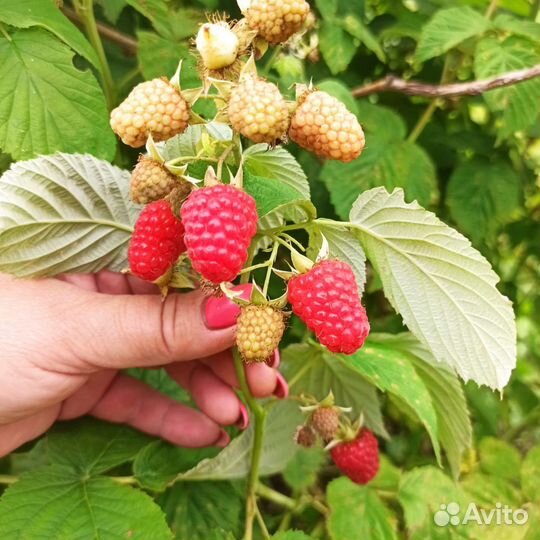 Малина свежая, Ежевика