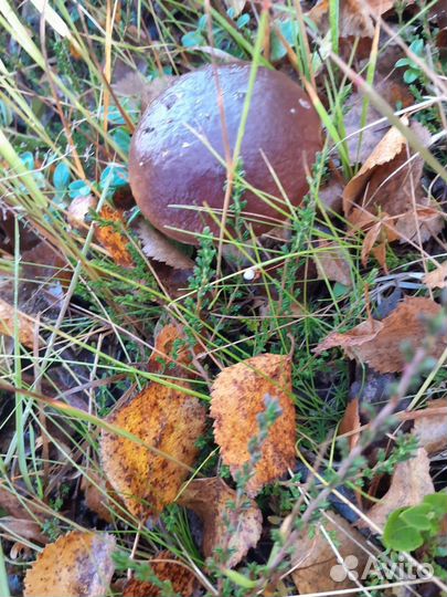 Грибы белые сушеные