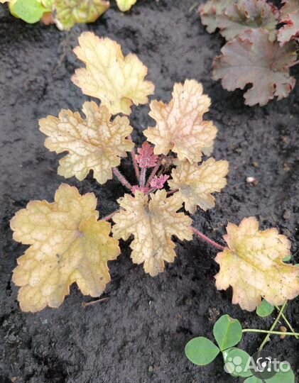 Растения гейхера