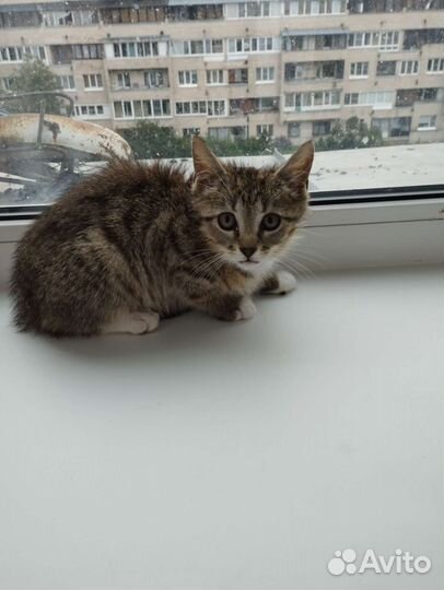 Котëнок в добрые руки