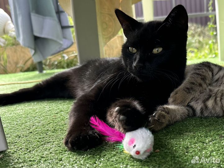 Котики бесплатно в добрые руки