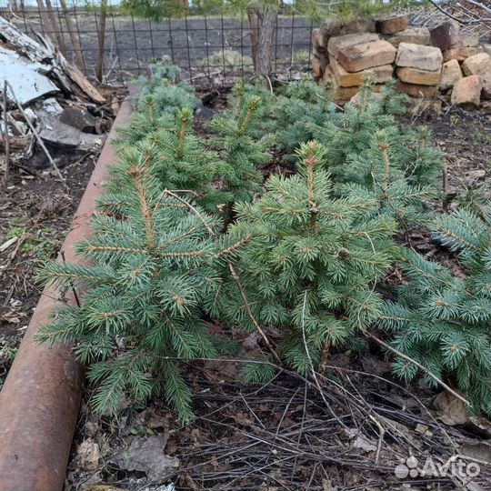 Саженцы ели