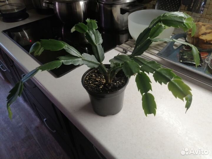 Декабрист шлюмбергера