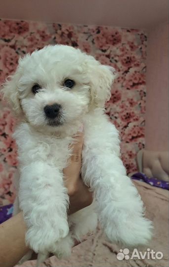 Собаки щенки