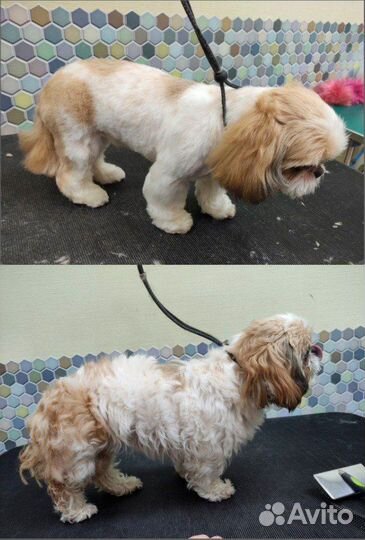 Груминг собак с выездом на дом