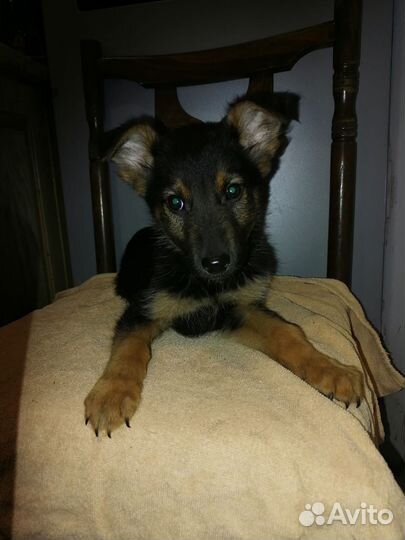 Немецкая овчарка