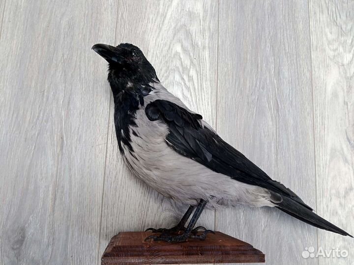 Чучела птиц и животных для рисования