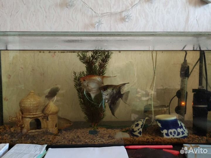 Аквариум с рыбками