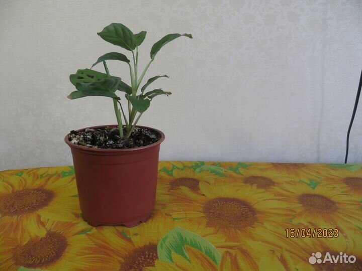 Маранта амагрис