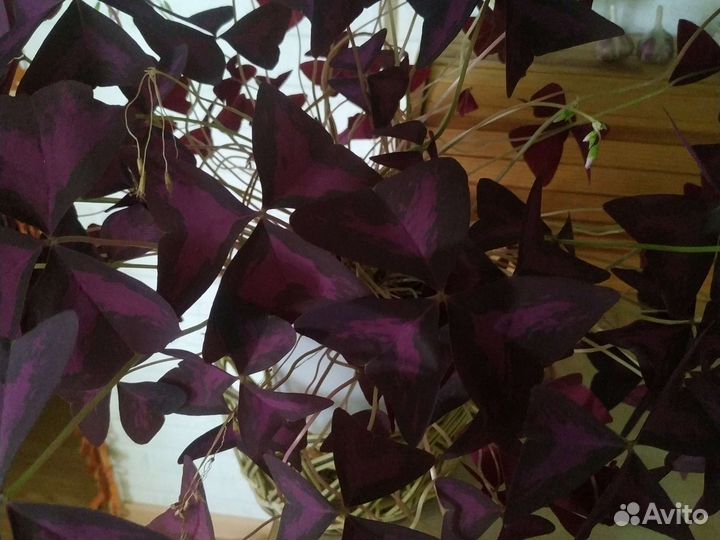 Цветы разные