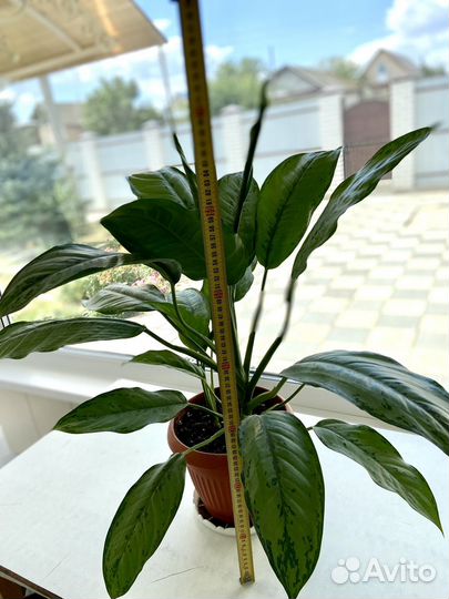 Аглаонема комнатный цветок