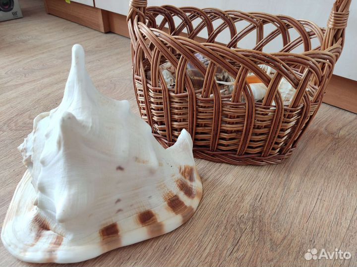Морские ракушки раковины в корзине