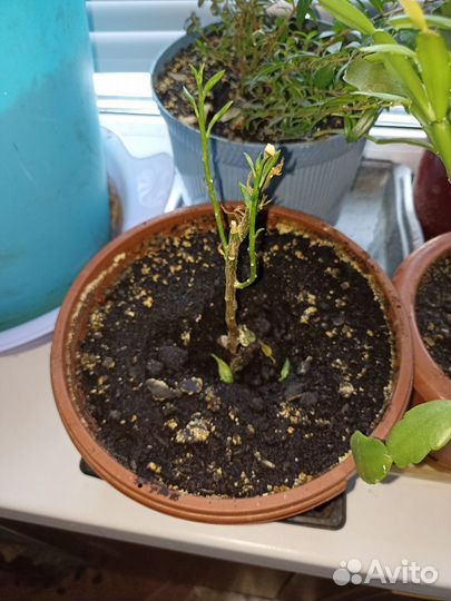 Комнатные растения