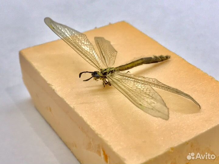 Насекомое Myrmeleon (кмв)