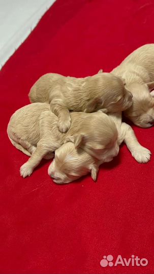 VIP мальтипу F1