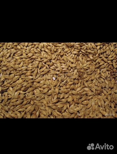 Патока свекловичная меласса