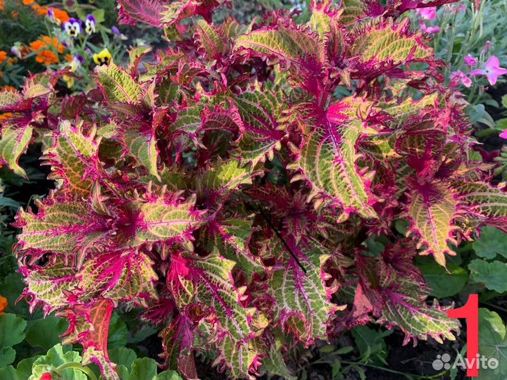 Колеусы вегетативные