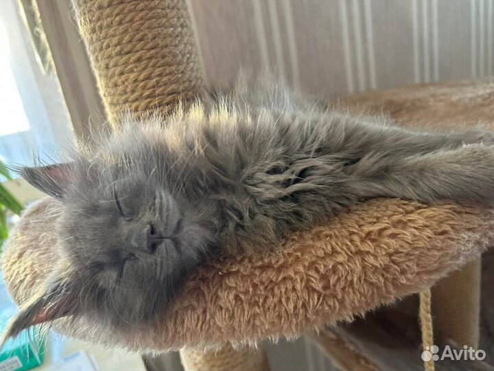Котёнок Мэйн Кун