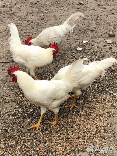 Молодые петушки