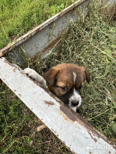 Щенок в добрые руки маленькой собаки( девочка)